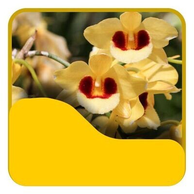 10 Dendrobium Hibrido