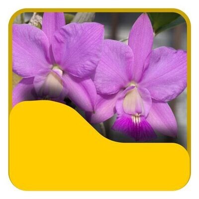 5 Cattleya walkeriana e nobilior