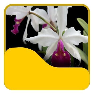 8 Cattleya Estrangeira