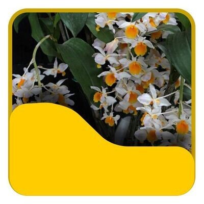 9 Dendrobium Especie