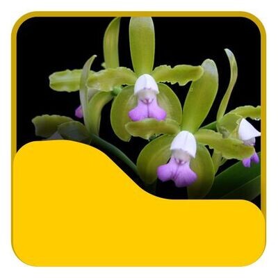4 Cattleya leopoldii