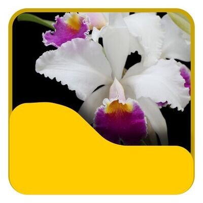 7 Cattleya Nacional
