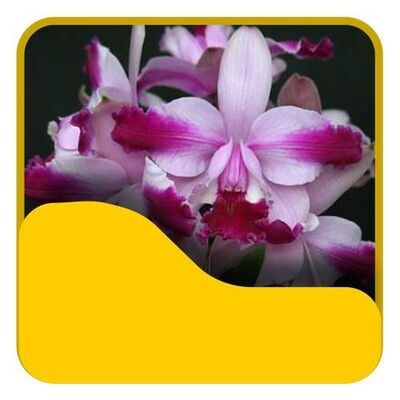 2 Cattleya intermedia