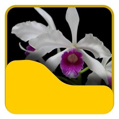6 Laelia purpurata