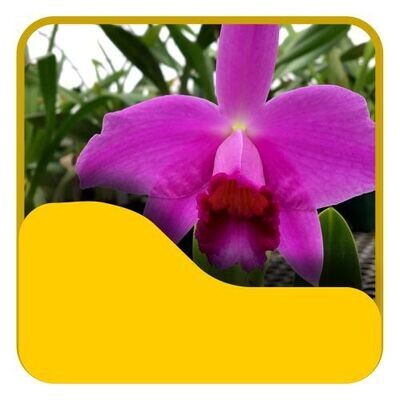 12 Laelia Hibrido