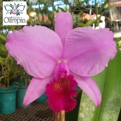 Cattleya trianae rubra "Sangre de Toro" (Sangue de Touro-Gonzales) Cattleya trianae rubra "Sangre de Toro" (Sangue de Touro-Gonzales)