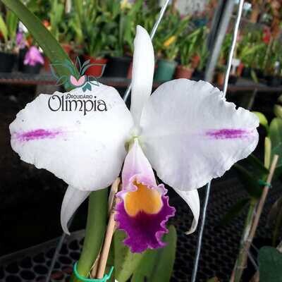 Cattleya trianae coerulea “Pepita” x Azulão “Olimpia”