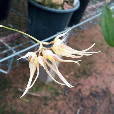 Bulbophyllum macraei