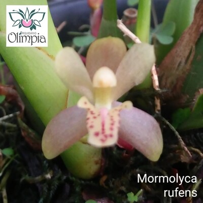 Mormolyca (Maxillaria) rufescens