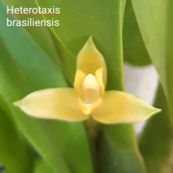 Heterotaxis (Maxillaria) brasiliensis