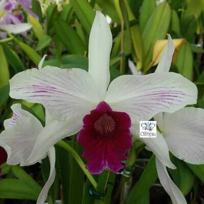 Laelia purpurata striata "Oriental" Laelia purpurata striata "Oriental"