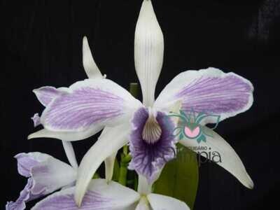 Laelia purpurata ardosia flamea nº2 ExtExtExt otimo x ardosia striata (werkhauserii)