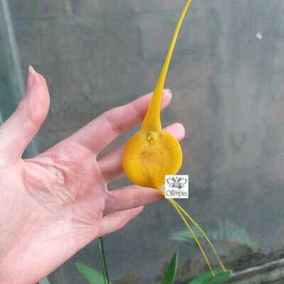 Masdevallia ayabacana alba (flava) Masdevallia ayabacana alba (flava)