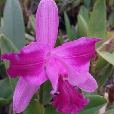 Cattleya intermedia sanguinea flamea +Esc x Cattleya intermedia sanguine (total) Ext Ext Ext