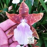 Miltonia Lamarck gigante