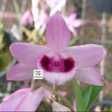 Dendrobium parishii