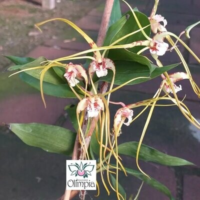 Dendrobium tetragonum