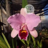 Cattleya percivaliana Summit