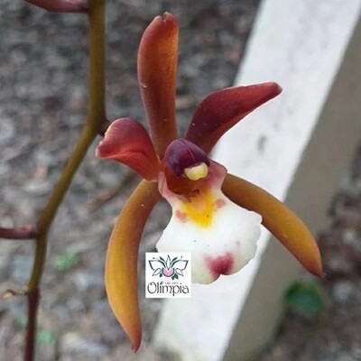 Cymbidium atropurpureum