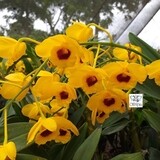 PACOTE PROMOÇÃO - 8 ESPÉCIES de Dendrobium + brinde surpresa