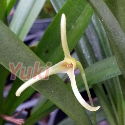 Masdevallia pescadoensis