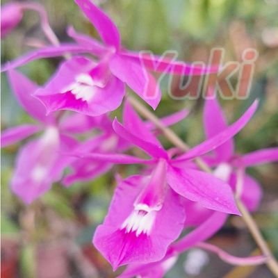 Barkeria lindleyana