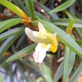 Maxillaria uncata var. albina