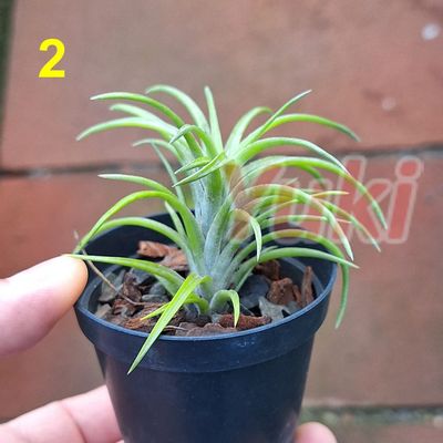 Tillandsia neglecta - Tam. 2