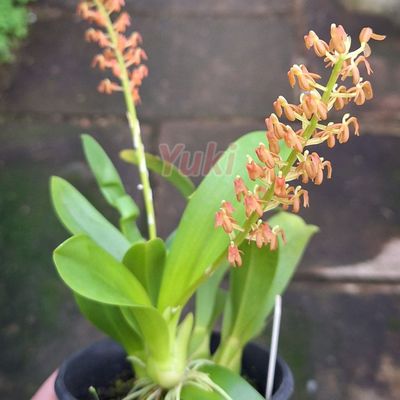 Liparis grossa