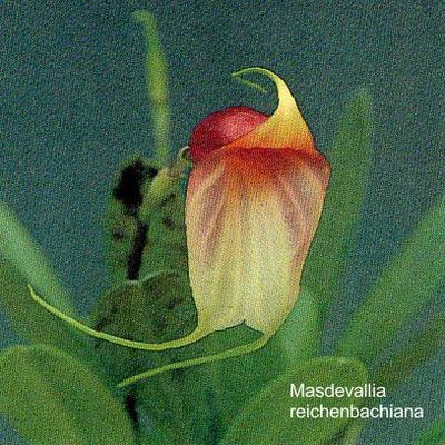 Masdevallia reichenbachiana