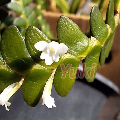 Angraecum distichum