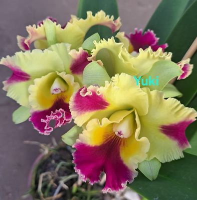 Rlc. Veronica Serra