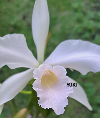 Laelia purpurata suavissima self