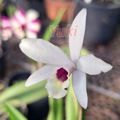 Laelia rubescens semi alba