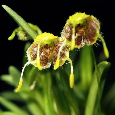 Masdevallia (Diodonopsis) erinacea