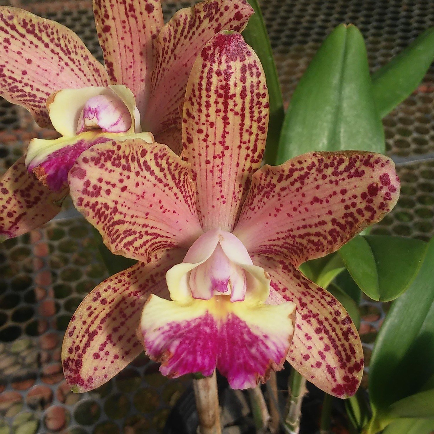 Blc. Waianae Leopard x C. brabantiae Ext Blc. Waianae Leopard x C. brabantiae Ext