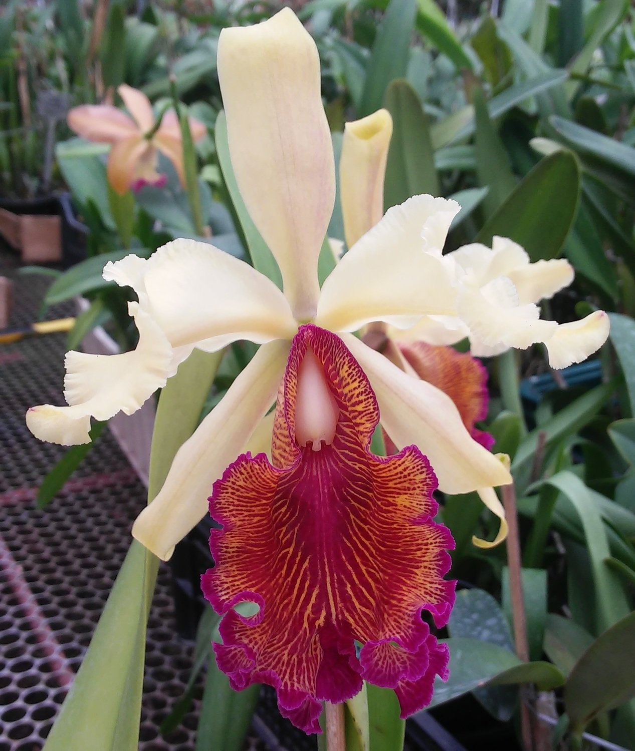 C. dowiana aurea “orchiglade” self C. dowiana aurea “orchiglade” self