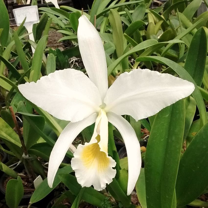C. jenmanii alba “Olimpia” (confirmou) C. jenmanii alba “Olimpia” (confirmou)