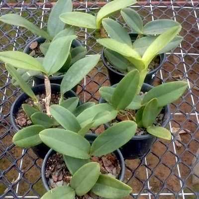 C. schilleriana tipo C. schilleriana tipo