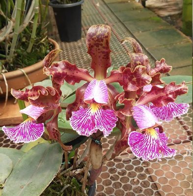 C. schilleriana tipo C. schilleriana tipo