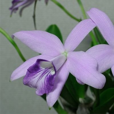 L. sincorana coerulea sibling (confirmou) L. sincorana coerulea sibling (confirmou)