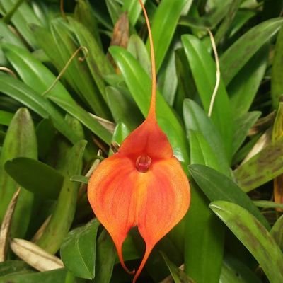 Masdevallia Angel Glow (angel frost x marguerite) Masdevallia Angel Glow (angel frost x marguerite)