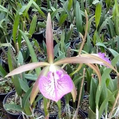Brassavola nodosa x C. leopoldii semi-alba Brassavola nodosa x C. leopoldii semi-alba