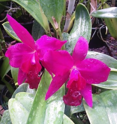 Slc. Mahalo Jack x Blc. Nobile´s Bruno Bruno “Olimpia” Slc. Mahalo Jack x Blc. Nobile´s Bruno Bruno “Olimpia”