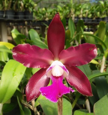 Pot. Burana Beauty “Burana” x Blc. Tropical Sunset ext Pot. Burana Beauty “Burana” x Blc. Tropical Sunset ext