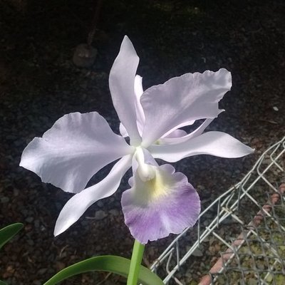 Lc. Blue Boy x C. walkeriana coerulea Lc. Blue Boy x C. walkeriana coerulea