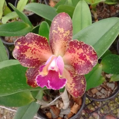 Blc. Waianae Leopard x C. kerchoveana Blc. Waianae Leopard x C. kerchoveana