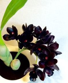 Catasetum Fredclarkeara After Dark Black Diamond Catasetum Fredclarkeara After Dark Black Diamond