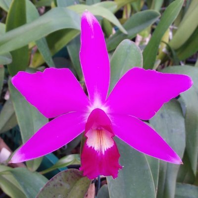 Lc. Celina Ext x C. violacea Ext Ext Lc. Celina Ext x C. violacea Ext Ext