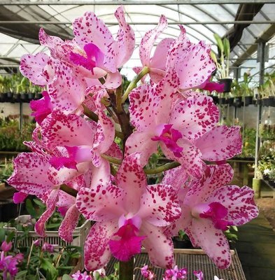 C. amethystoglossa C. amethystoglossa
